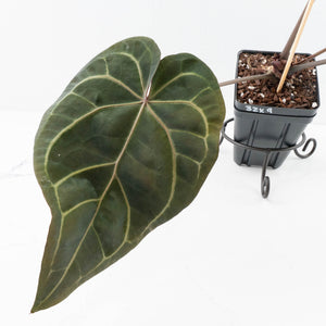 Anthurium Home, Sweet Home '32' x Dark & Handsome '9' by DocBlock® (wk31-A)