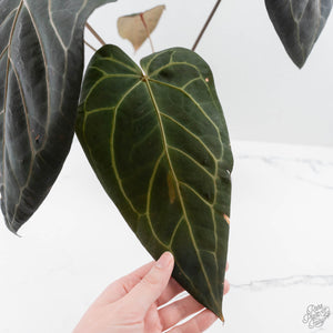 Anthurium Home, Sweet Home '32' x Dark & Handsome '9' by DocBlock (wk42-L90)