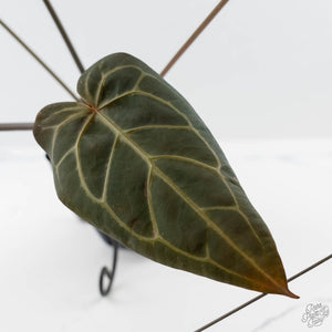 Anthurium Home, Sweet Home '32' x Dark & Handsome '9' by DocBlock (wk42-L90)
