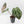 Anthurium Home, Sweet Home '32' x Dark & Handsome '9' by DocBlock® (wk37-L146)