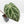 Anthurium Home, Sweet Home '32' x Dark & Handsome '9' by DocBlock® (wk37-L146)