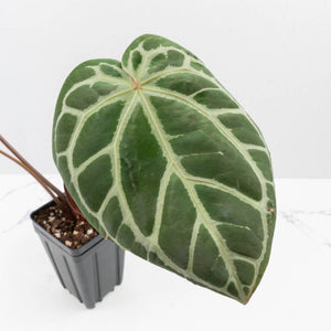 Anthurium Home, Sweet Home '32' x Dark & Handsome '9' by DocBlock® (wk37-L146)