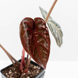 Anthurium Home, Sweet Home '32' x Dark & Handsome '9' by DocBlock® (wk37-L146)