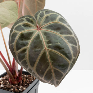 Anthurium Home, Sweet Home '32' x Dark & Handsome '9' by DocBlock® (wk37-L146)