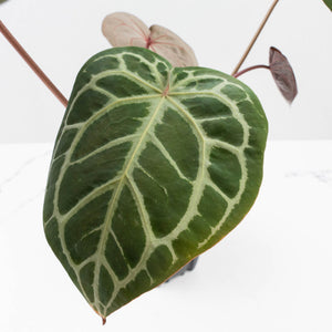 Anthurium Home, Sweet Home '32' x Dark & Handsome '9' by DocBlock® (wk37-L146)