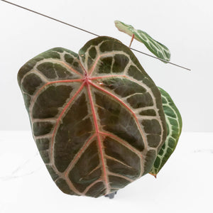 Anthurium Home, Sweet Home '32' x Dark & Handsome '9' by DocBlock® (wk37-L146)