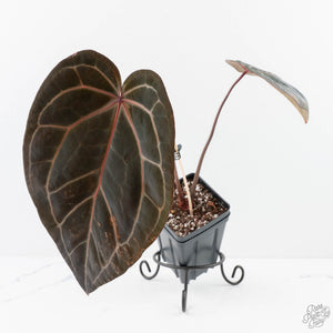 Anthurium Home, Sweet Home '32'  x Red Velvet Cake '24' x by DocBlock® (wk28-H)