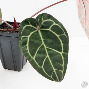 Anthurium Michelle Hot Pink '23' x Zara '14' by DocBlock® (wk22-U)