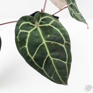 Anthurium Michelle Hot Pink '23' x Zara '14' by DocBlock® (wk22-U)