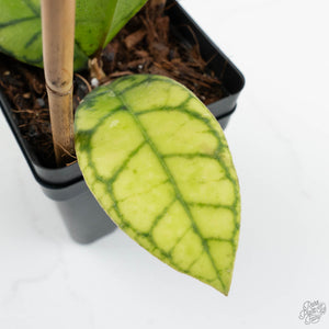 Hoya callistophylla 'Vena'  (wk17-B)