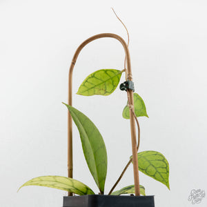 Hoya callistophylla 'Vena'  (wk17-B)
