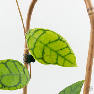 Hoya callistophylla 'Vena'  (wk17-B)
