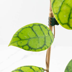 Hoya callistophylla 'Vena'  (wk17-B)