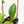 Hoya callistophylla 'Vena'  (wk17-B)