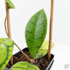 Hoya callistophylla 'Vena'  (wk17-B)