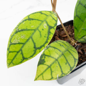 Hoya callistophylla 'Vena'  (wk17-B)