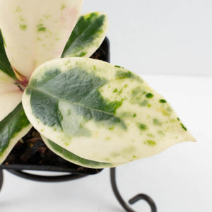 Hoya Carnosa 'Madara' (aka 'Snow Angel') by Kunzo (wk32-UE)