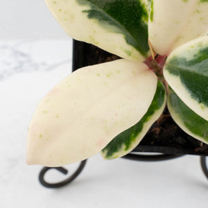 Hoya Carnosa 'Madara' (aka 'Snow Angel') by Kunzo (wk32-UE)