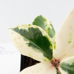 Hoya Carnosa 'Madara' (aka 'Snow Angel') by Kunzo (wk32-UE)