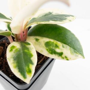 Hoya Carnosa 'Madara' (aka 'Snow Angel') by Kunzo (wk32-UE)