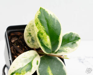 Hoya Carnosa 'Madara' (aka 'Snow Angel') (wk13-UH)