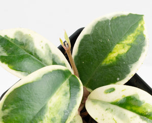 Hoya Carnosa 'Madara' (aka 'Snow Angel') (wk13-UH)