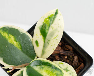 Hoya Carnosa 'Madara' (aka 'Snow Angel') (wk13-UH)