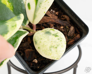 Hoya Carnosa 'Madara' (aka 'Snow Angel') (wk13-UH)