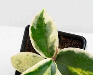 Hoya Carnosa 'Madara' (aka 'Snow Angel') (wk13-UH)