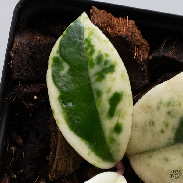 Hoya Carnosa 'Madara' (aka 'Snow Angel') (wk33-E)