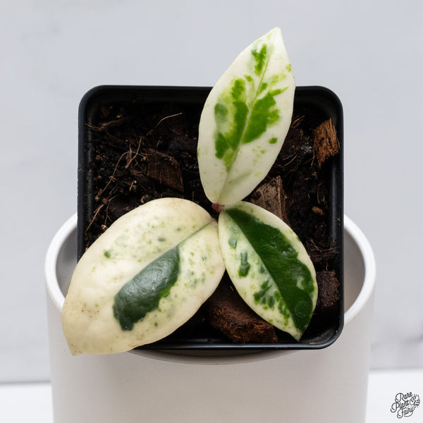 Hoya Carnosa 'Madara' (aka 'Snow Angel') (wk33-E)