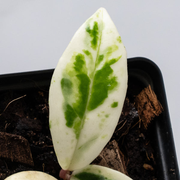 Hoya Carnosa 'Madara' (aka 'Snow Angel') (wk33-E)