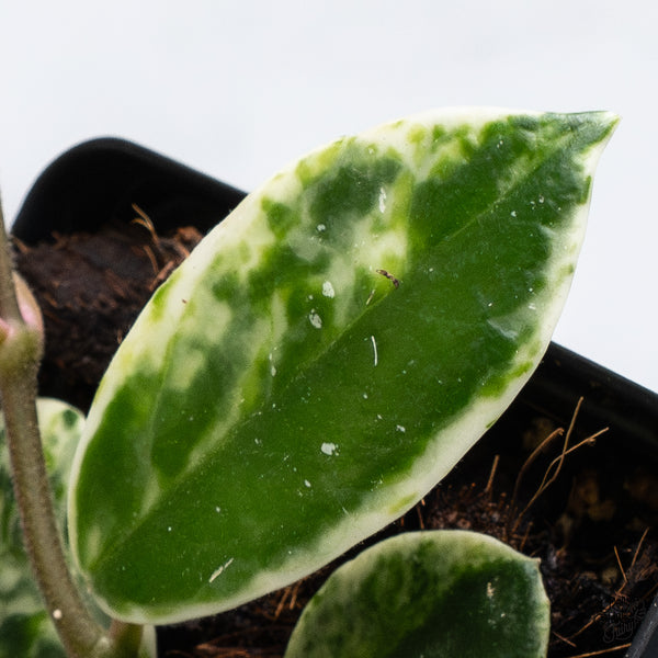 Hoya Carnosa 'Madara' (aka 'Snow Angel') (wk36-E)