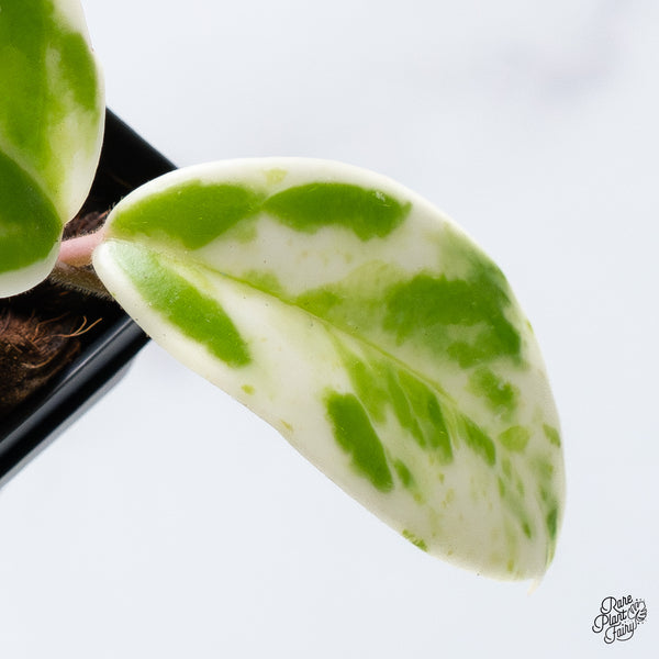 Hoya Carnosa 'Madara' (aka 'Snow Angel') (wk36-E)