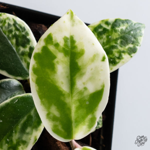 Hoya Carnosa 'Madara' (aka 'Snow Angel') (wk36-E)