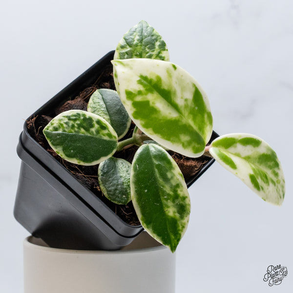 Hoya Carnosa 'Madara' (aka 'Snow Angel') (wk36-E)
