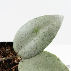 Hoya caudata 'Argene' (wk24-A)