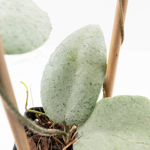 Hoya caudata 'Argene' (wk32-A)