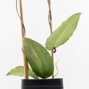 Hoya caudata 'Argene' (wk32-A)