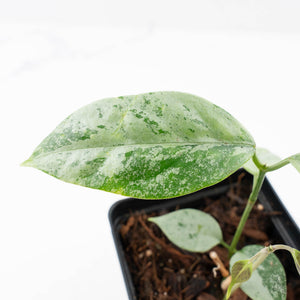 Hoya coriacea 'Silver' (wk21-K)