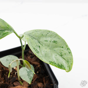 Hoya coriacea 'Silver' (wk21-K)
