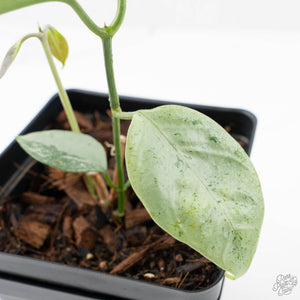 Hoya coriacea 'Silver' (wk21-K)