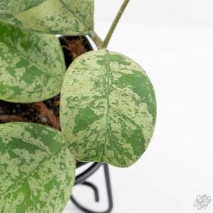 Hoya deykeae 'Morning Dew' (wk18-F)