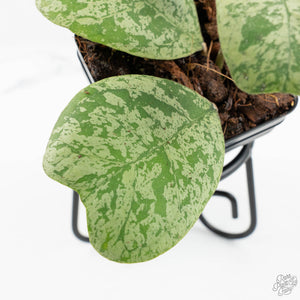 Hoya deykeae 'Morning Dew' (wk18-F)