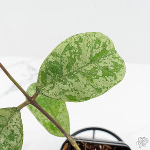 Hoya deykeae 'Morning Dew' (wk17-C)