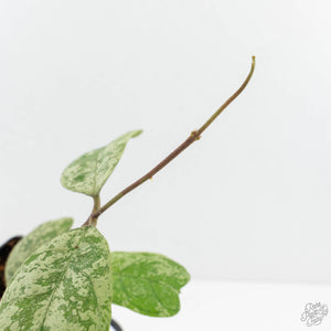 Hoya deykeae 'Morning Dew' (wk17-C)