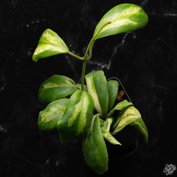 Hoya incrassata inner variegated *Grower's Choice*