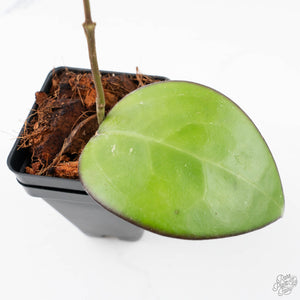 Hoya KSB 01 (wk20-M)