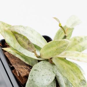 Hoya lacunosa 'Winter Pandora' (wk24-UD)