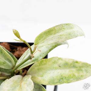 Hoya lacunosa 'Winter Pandora' (wk24-UD)